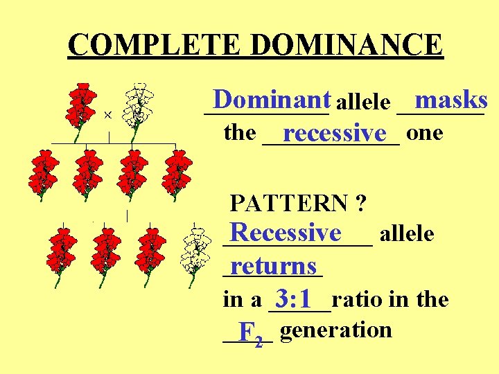 COMPLETE DOMINANCE Dominant allele _______ masks _____ the ______ recessive one PATTERN ? Recessive