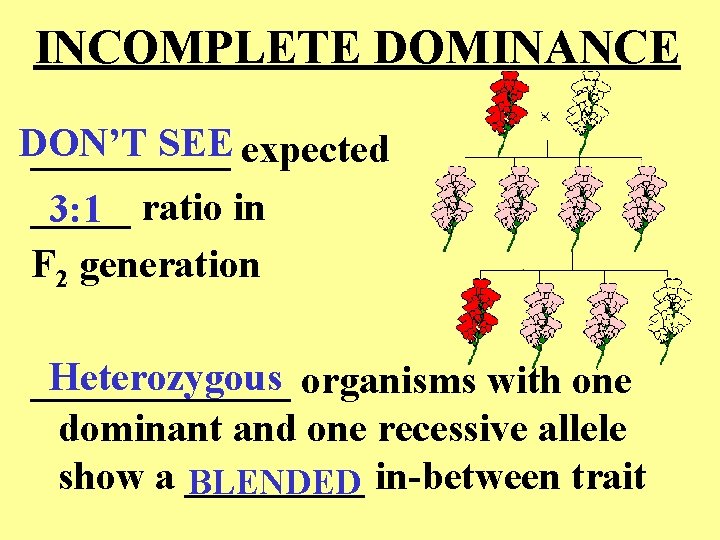 INCOMPLETE DOMINANCE DON’T SEE expected _____ 3: 1 ratio in F 2 generation Heterozygous