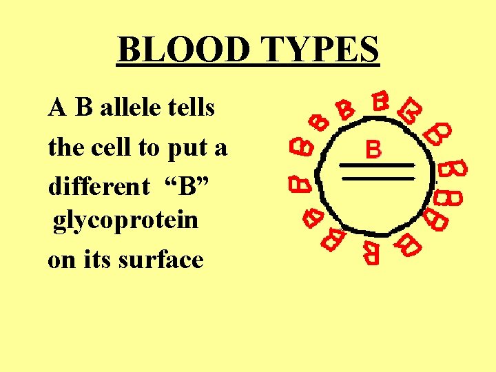 BLOOD TYPES A B allele tells the cell to put a different “B” glycoprotein