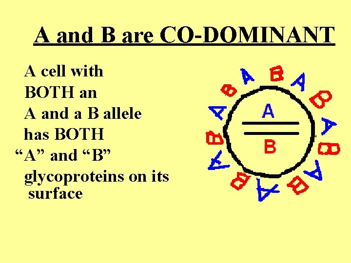 A and B are CO-DOMINANT A cell with BOTH an A and a B