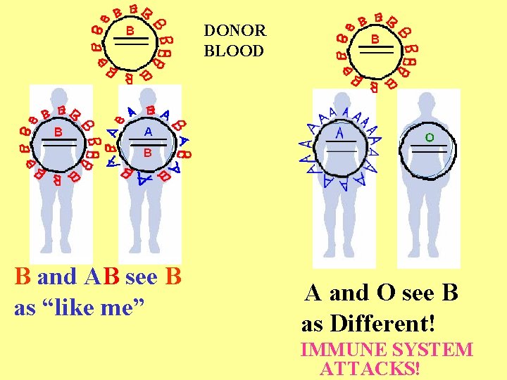 DONOR BLOOD B and AB see B as “like me” A and O see