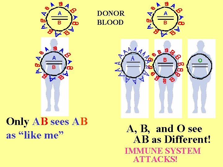 DONOR BLOOD Only AB sees AB as “like me” A, B, and O see