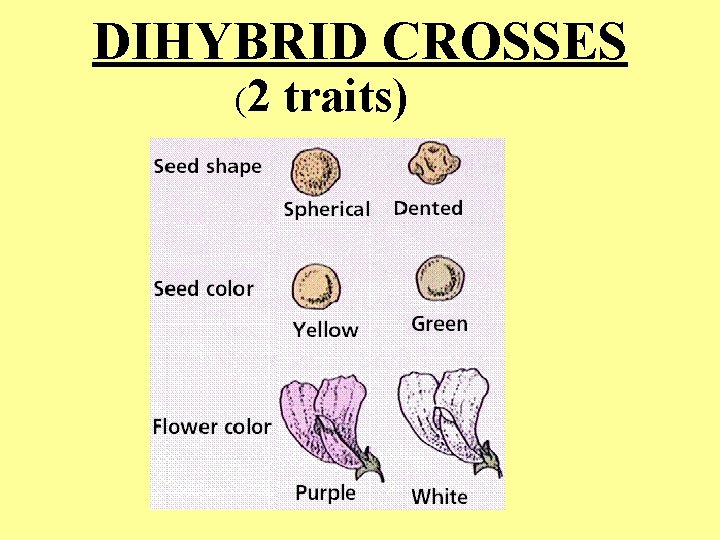 DIHYBRID CROSSES (2 traits) 