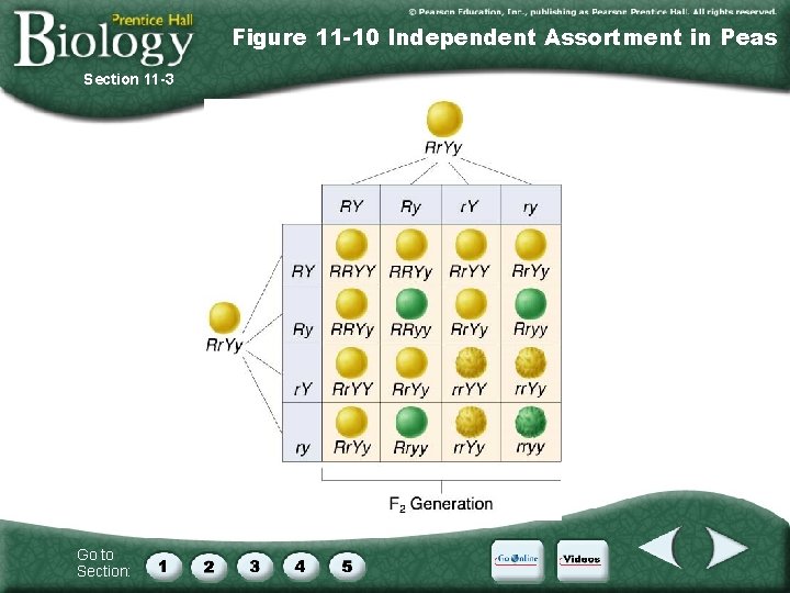 Figure 11 -10 Independent Assortment in Peas Section 11 -3 Go to Section: 