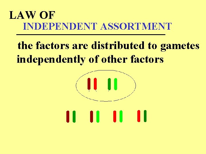 LAW OF INDEPENDENT ASSORTMENT _____________ the factors are distributed to gametes independently of other