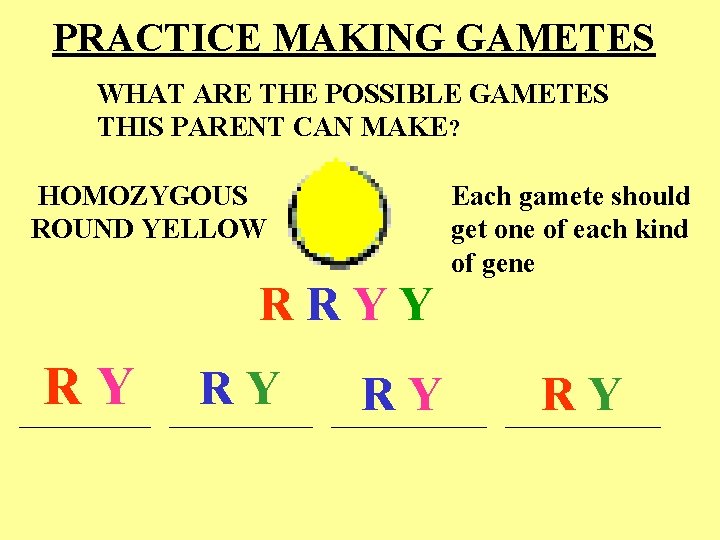 PRACTICE MAKING GAMETES WHAT ARE THE POSSIBLE GAMETES THIS PARENT CAN MAKE? HOMOZYGOUS ROUND