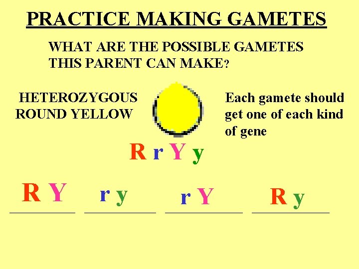 PRACTICE MAKING GAMETES WHAT ARE THE POSSIBLE GAMETES THIS PARENT CAN MAKE? HETEROZYGOUS ROUND