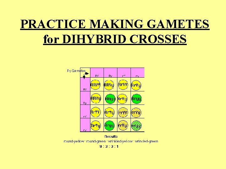 PRACTICE MAKING GAMETES for DIHYBRID CROSSES 
