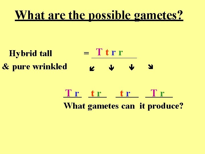 What are the possible gametes? Ttrr = _____ Hybrid tall & pure wrinkled ____