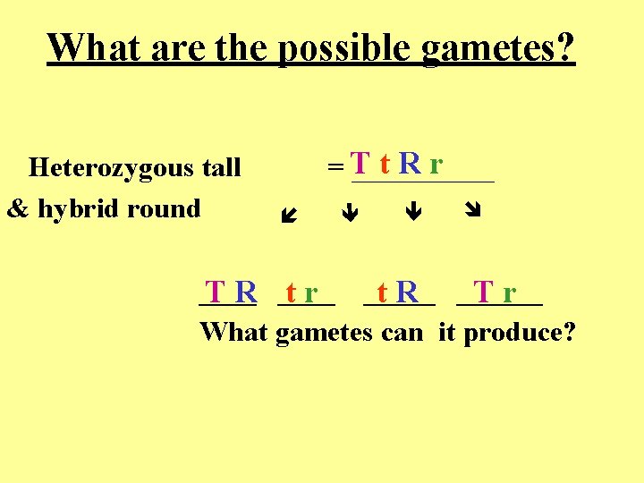 What are the possible gametes? t. Rr =T _____ Heterozygous tall & hybrid round