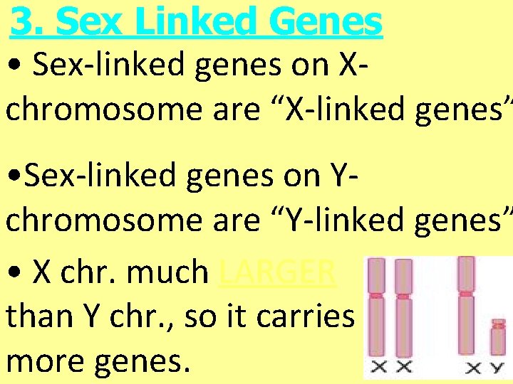3. Sex Linked Genes • Sex-linked genes on Xchromosome are “X-linked genes” • Sex-linked