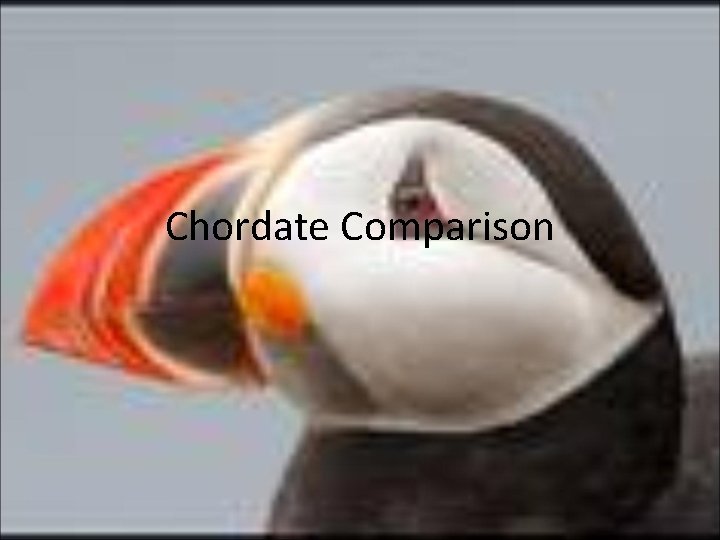 Chordate Comparison 