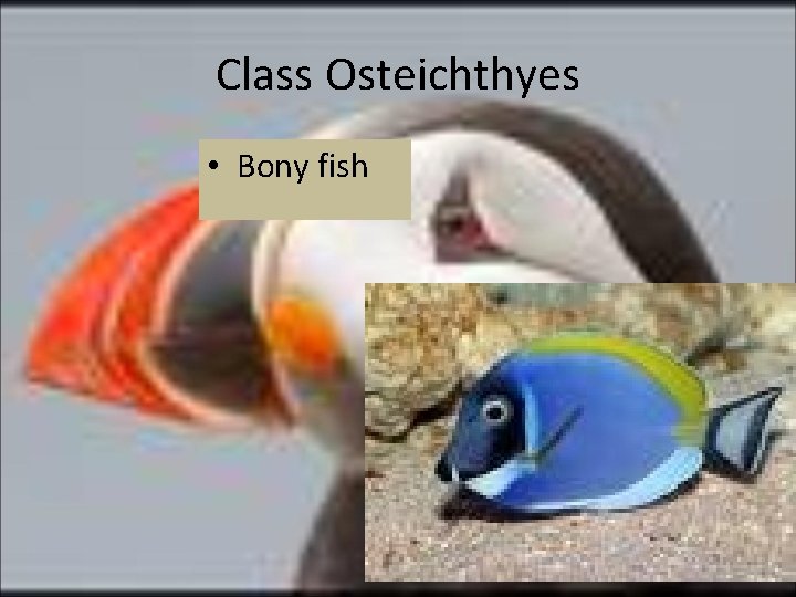 Class Osteichthyes • Bony fish 