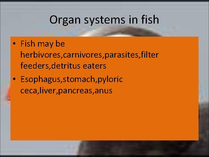 Organ systems in fish • Fish may be herbivores, carnivores, parasites, filter feeders, detritus