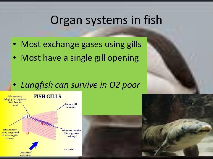 Organ systems in fish • Most exchange gases using gills • Most have a