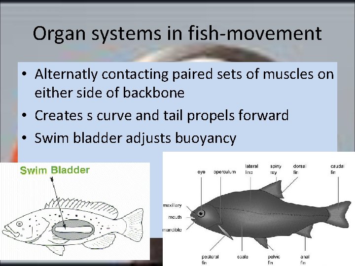 Organ systems in fish-movement • Alternatly contacting paired sets of muscles on either side