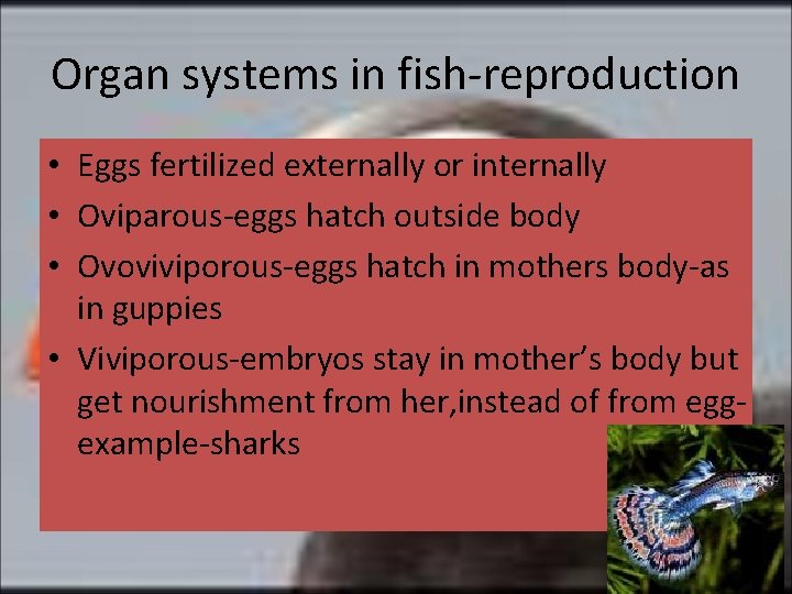 Organ systems in fish-reproduction • Eggs fertilized externally or internally • Oviparous-eggs hatch outside