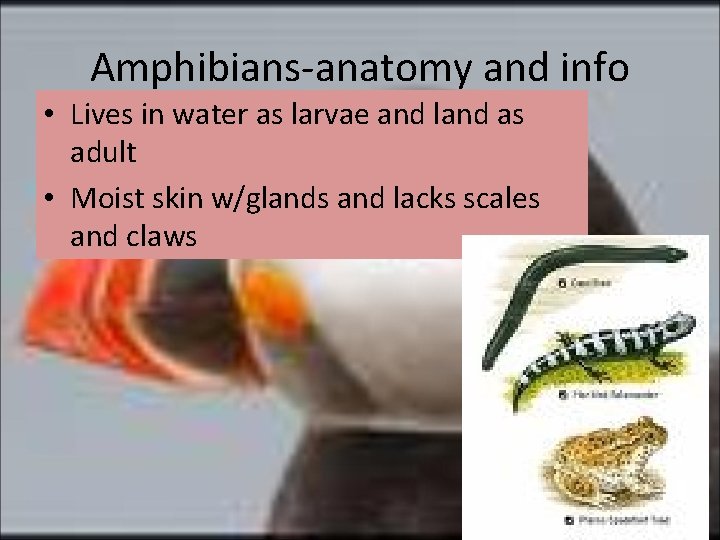 Amphibians-anatomy and info • Lives in water as larvae and land as adult •