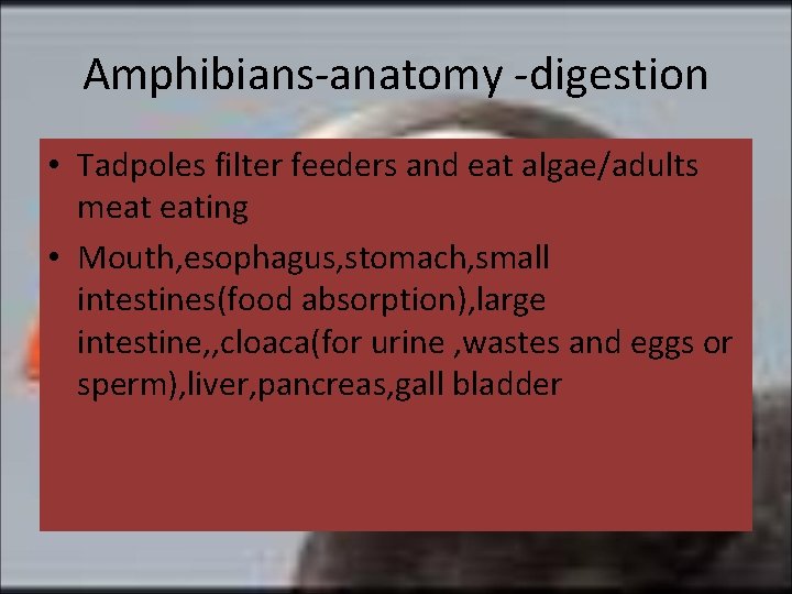 Amphibians-anatomy -digestion • Tadpoles filter feeders and eat algae/adults meat eating • Mouth, esophagus,