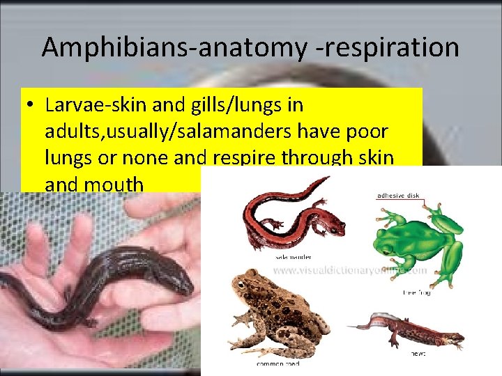 Amphibians-anatomy -respiration • Larvae-skin and gills/lungs in adults, usually/salamanders have poor lungs or none