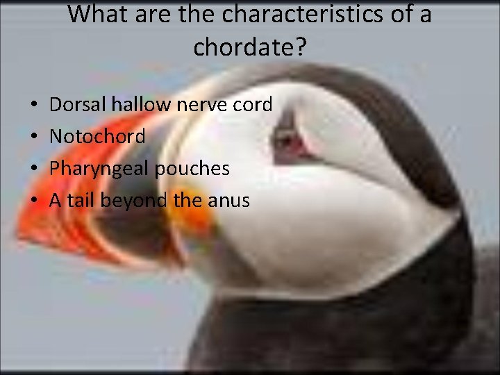 What are the characteristics of a chordate? • • Dorsal hallow nerve cord Notochord