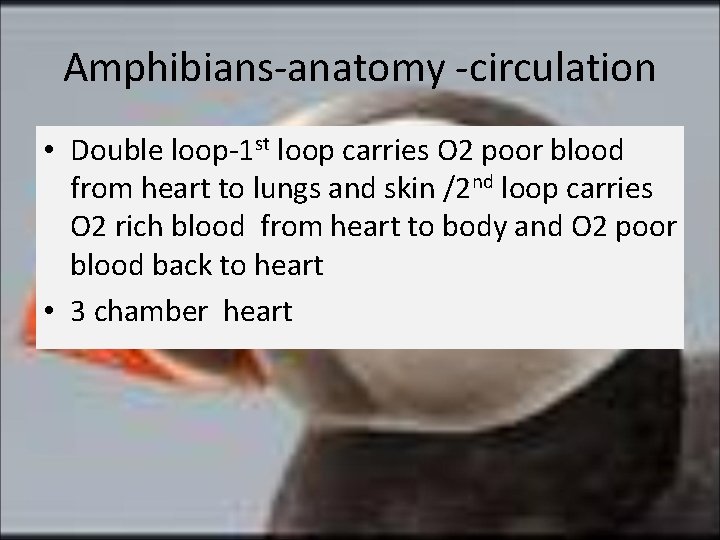 Amphibians-anatomy -circulation • Double loop-1 st loop carries O 2 poor blood from heart