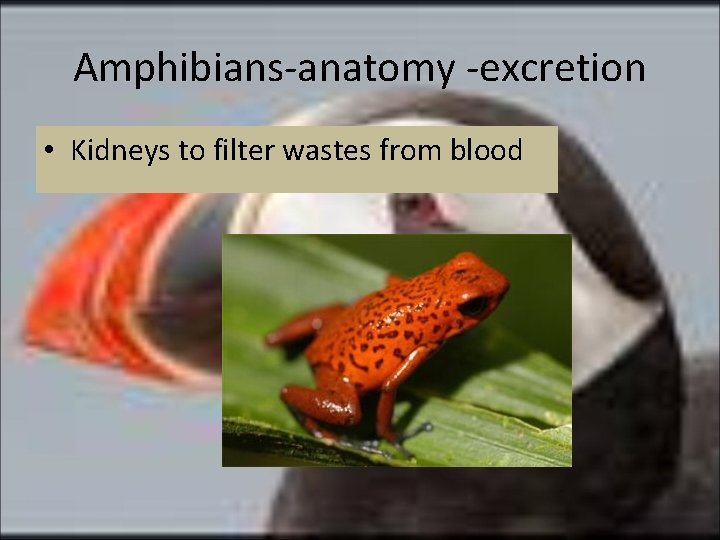 Amphibians-anatomy -excretion • Kidneys to filter wastes from blood 