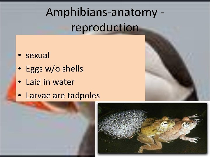 Amphibians-anatomy reproduction • • sexual Eggs w/o shells Laid in water Larvae are tadpoles