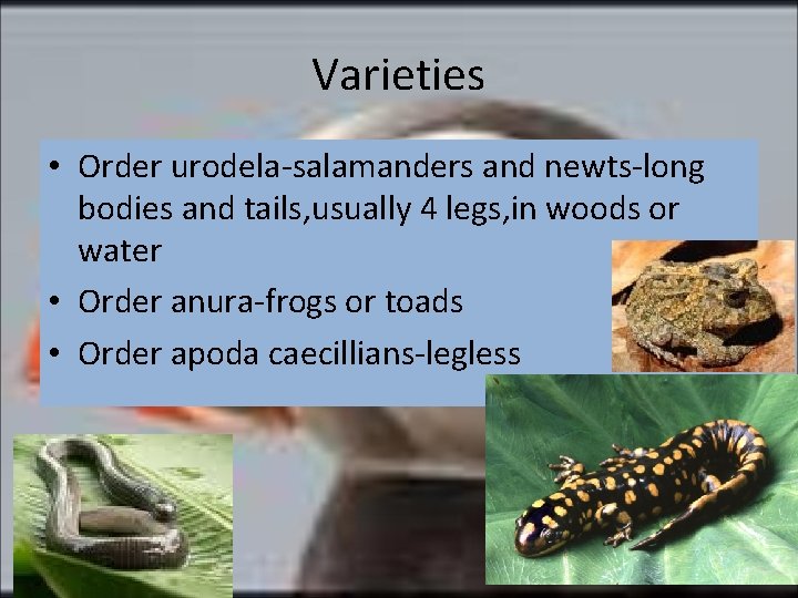 Varieties • Order urodela-salamanders and newts-long bodies and tails, usually 4 legs, in woods