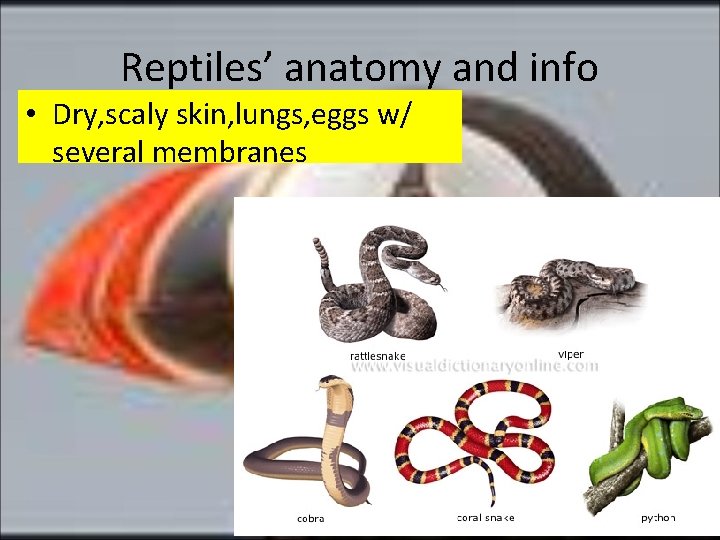 Reptiles’ anatomy and info • Dry, scaly skin, lungs, eggs w/ several membranes 