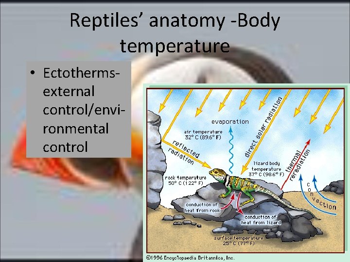 Reptiles’ anatomy -Body temperature • Ectothermsexternal control/environmental control 