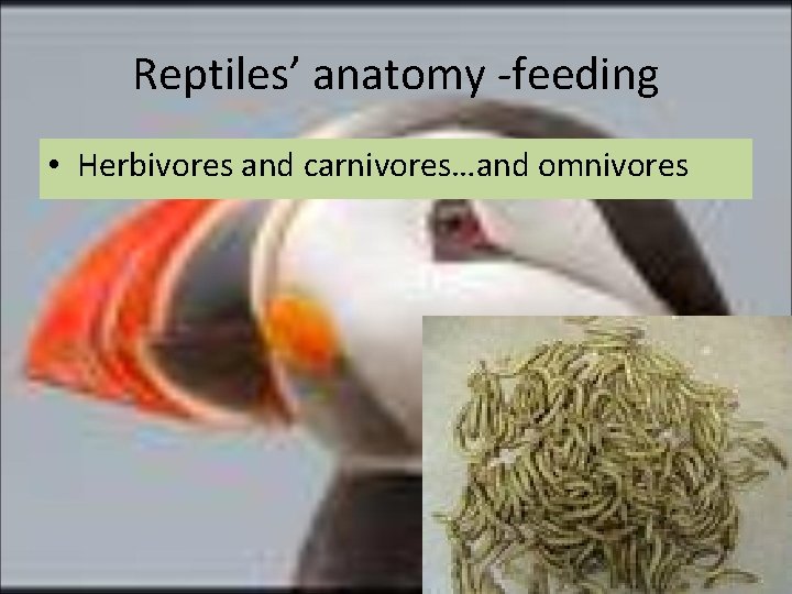 Reptiles’ anatomy -feeding • Herbivores and carnivores…and omnivores 