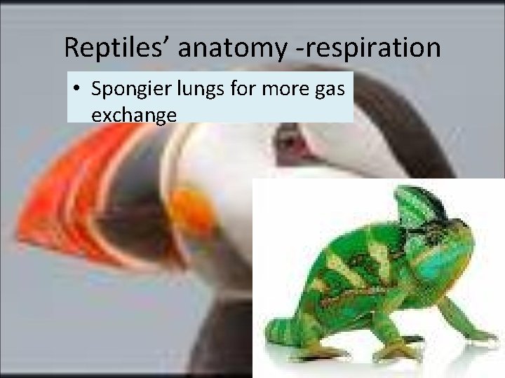 Reptiles’ anatomy -respiration • Spongier lungs for more gas exchange 