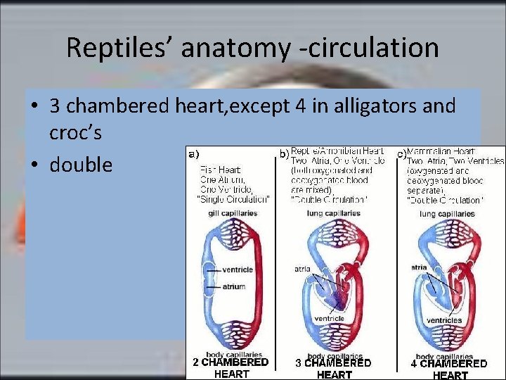 Reptiles’ anatomy -circulation • 3 chambered heart, except 4 in alligators and croc’s •