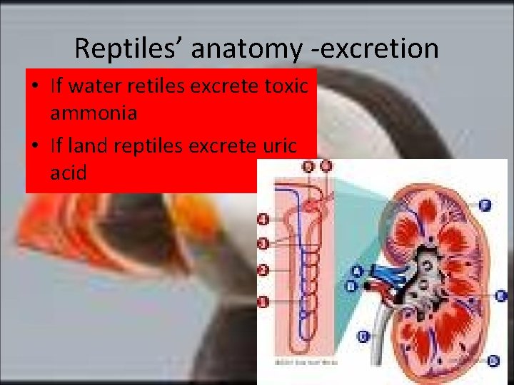 Reptiles’ anatomy -excretion • If water retiles excrete toxic ammonia • If land reptiles