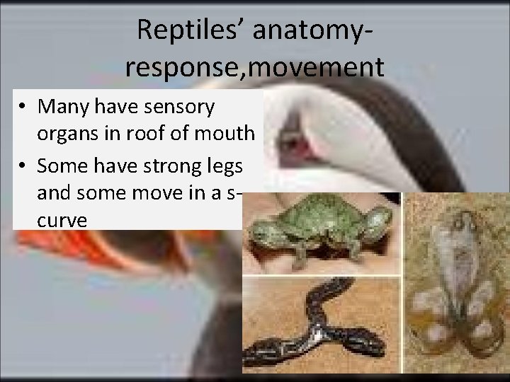 Reptiles’ anatomyresponse, movement • Many have sensory organs in roof of mouth • Some