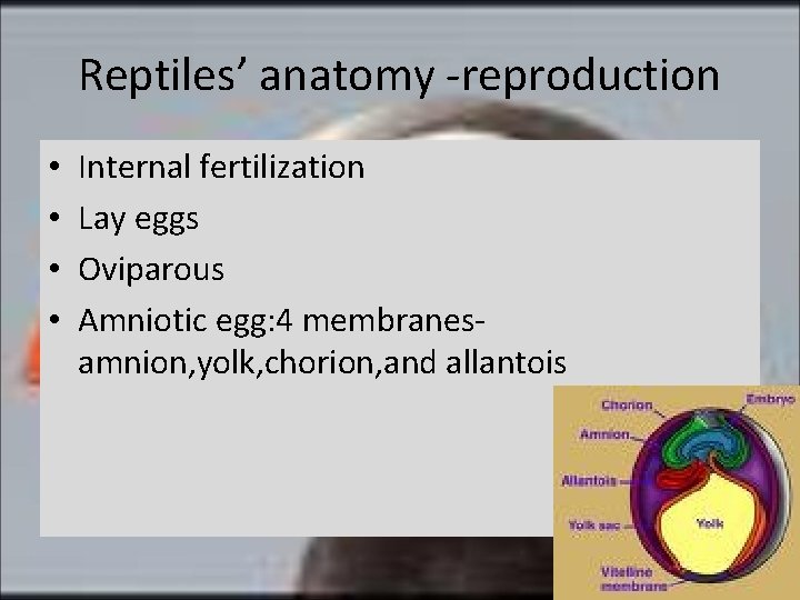 Reptiles’ anatomy -reproduction • • Internal fertilization Lay eggs Oviparous Amniotic egg: 4 membranesamnion,