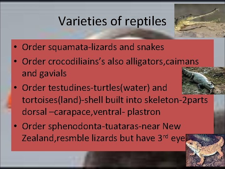 Varieties of reptiles • Order squamata-lizards and snakes • Order crocodiliains’s also alligators, caimans