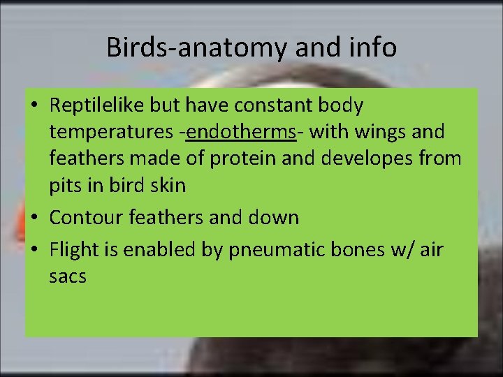 Birds-anatomy and info • Reptilelike but have constant body temperatures -endotherms- with wings and