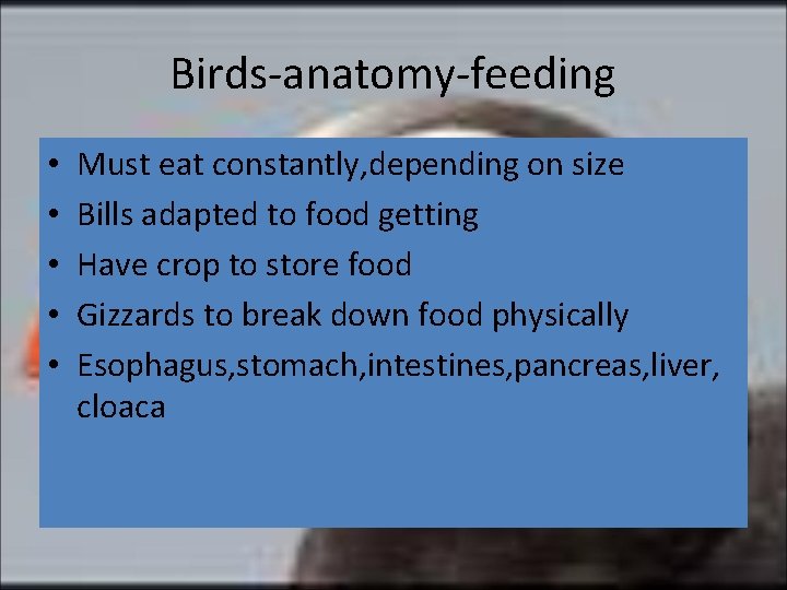 Birds-anatomy-feeding • • • Must eat constantly, depending on size Bills adapted to food