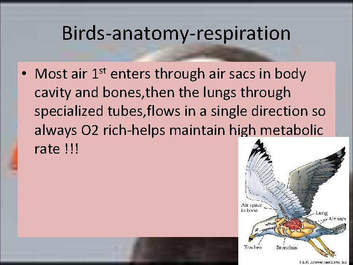 Birds-anatomy-respiration • Most air 1 st enters through air sacs in body cavity and