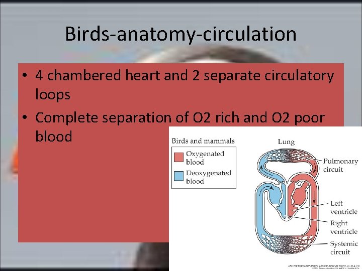 Birds-anatomy-circulation • 4 chambered heart and 2 separate circulatory loops • Complete separation of