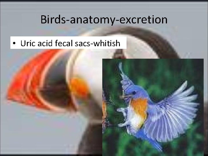 Birds-anatomy-excretion • Uric acid fecal sacs-whitish 