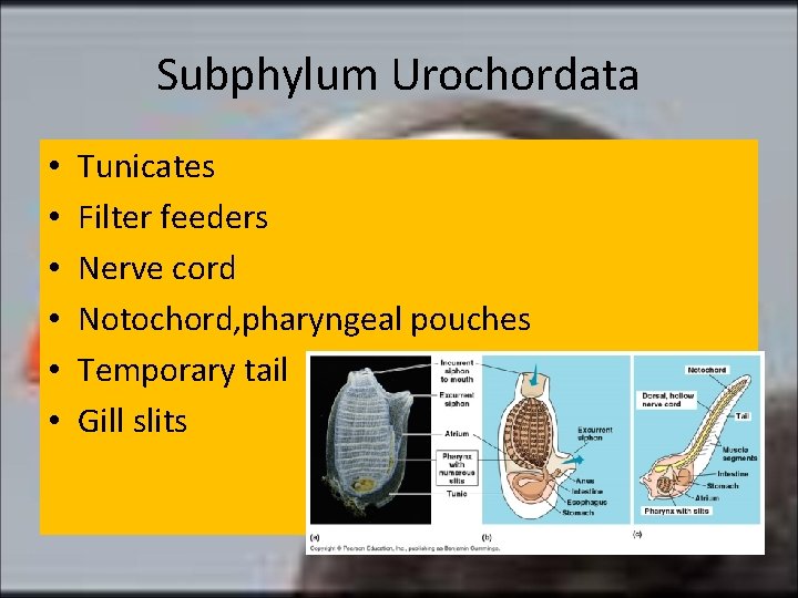 Subphylum Urochordata • • • Tunicates Filter feeders Nerve cord Notochord, pharyngeal pouches Temporary