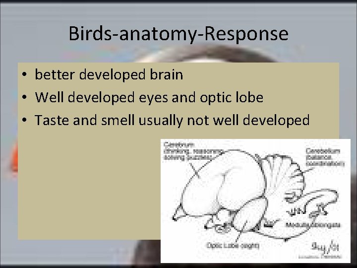Birds-anatomy-Response • better developed brain • Well developed eyes and optic lobe • Taste
