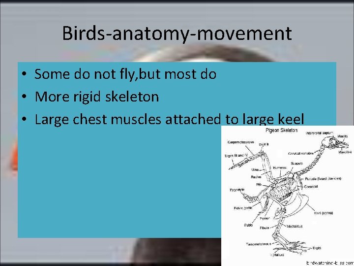 Birds-anatomy-movement • Some do not fly, but most do • More rigid skeleton •
