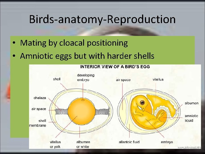 Birds-anatomy-Reproduction • Mating by cloacal positioning • Amniotic eggs but with harder shells 