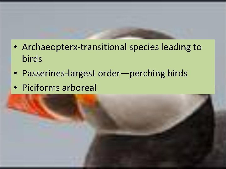  • Archaeopterx-transitional species leading to birds • Passerines-largest order—perching birds • Piciforms arboreal