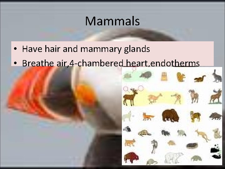 Mammals • Have hair and mammary glands • Breathe air, 4 -chambered heart, endotherms