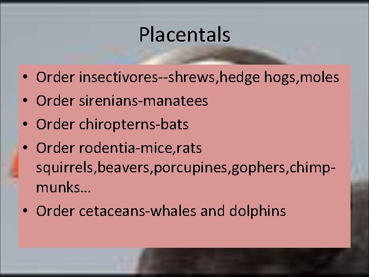 Placentals Order insectivores--shrews, hedge hogs, moles Order sirenians-manatees Order chiropterns-bats Order rodentia-mice, rats squirrels,